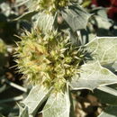 Plancia ëd Eryngium maritimum L.