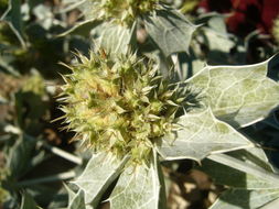 Eryngium maritimum L. resmi