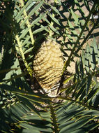 Image of Eastern Cape Blue Cycad