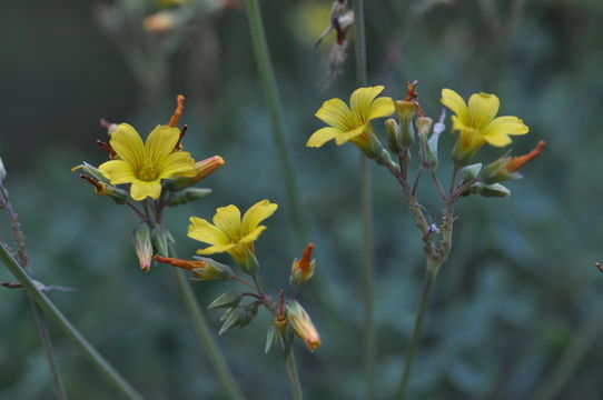 Image of <i>Oxalis succulenta</i>