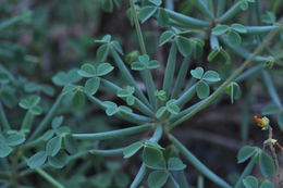 Image of <i>Oxalis succulenta</i>