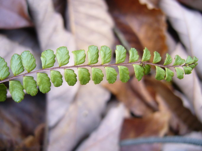 Image of maidenhair spleenwort