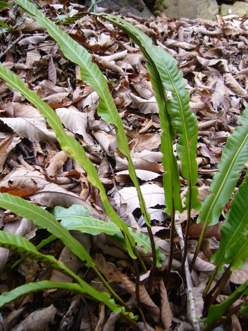 Image of Hart's tonguefern