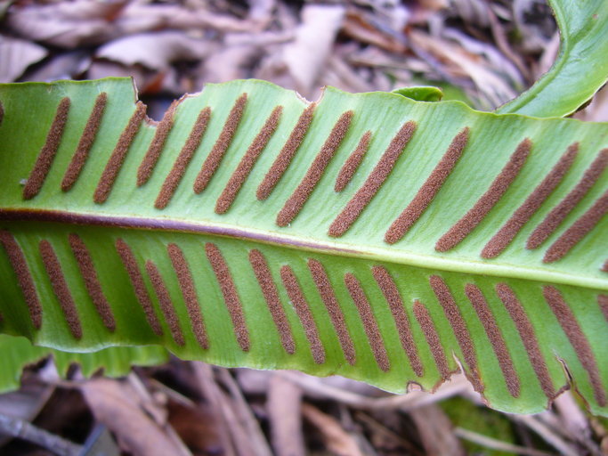 Imagem de Asplenium scolopendrium L.