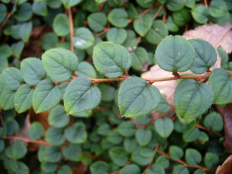 Image de Gaultheria nummularioides D. Don