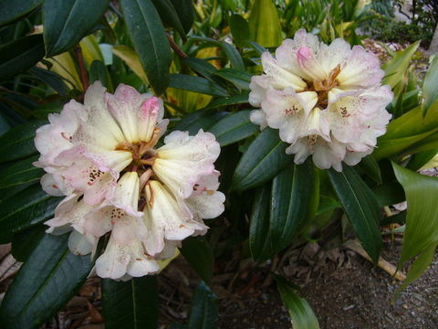 Image of Rhododendron irroratum Franch.