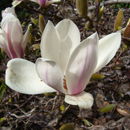 Image of Magnolia cylindrica E. H. Wilson