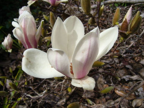Image de Magnolia cylindrica E. H. Wilson