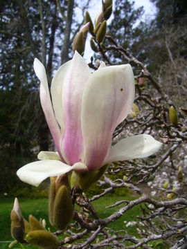 Image of Magnolia cylindrica E. H. Wilson