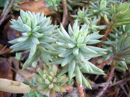 Image of <i>Sedum sediforme</i>