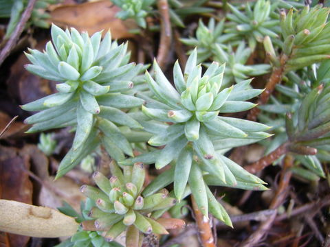 Image of <i>Sedum sediforme</i>