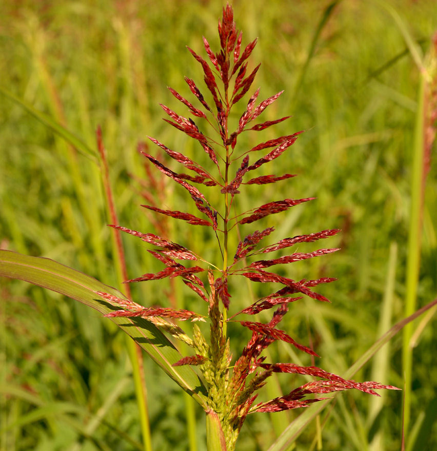 Plancia ëd Agrostis gigantea Roth