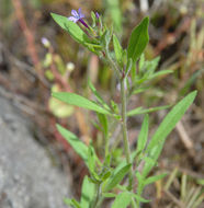 Plancia ëd Allophyllum divaricatum (Nutt.) A. D. & V. E. Grant