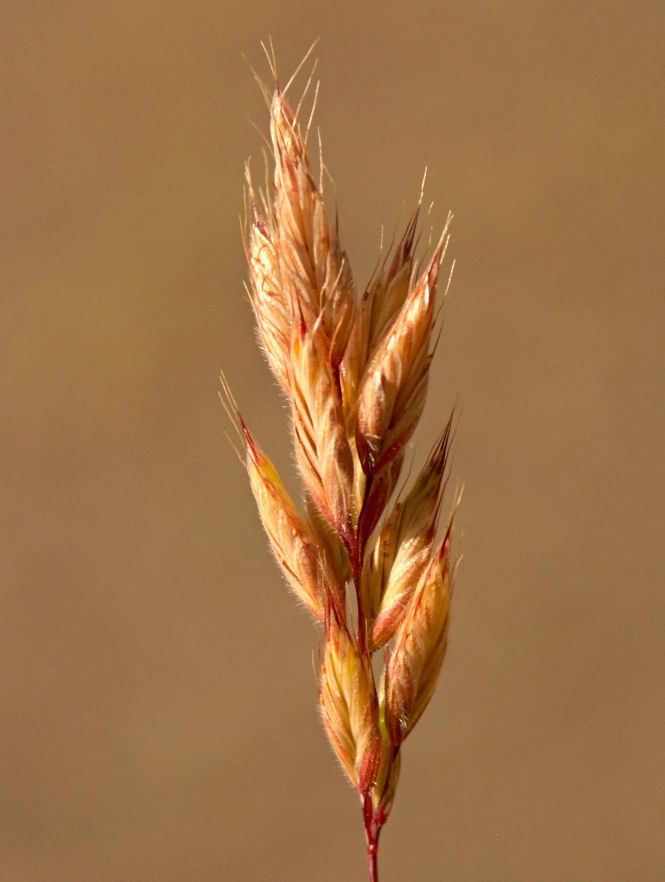 Imagem de Bromus ferronii Mabille