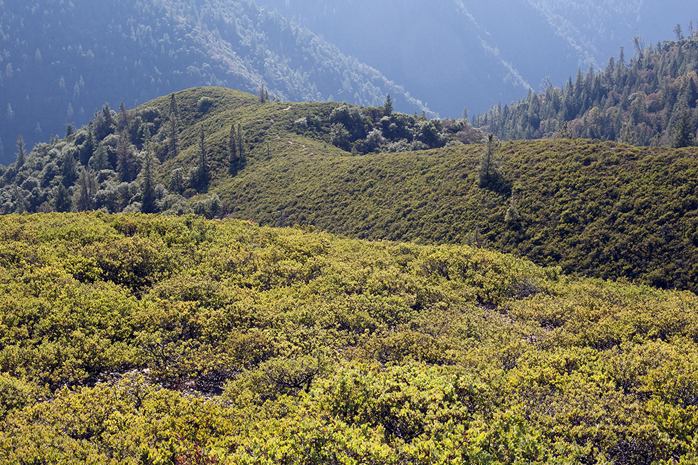 Image of Nissenan manzanita