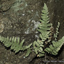 Image of <i>Cheilanthes newberryi</i>