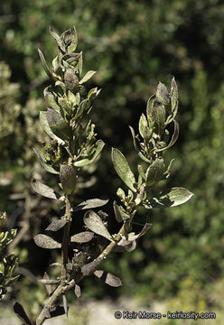 Image of Orcutt's bristleweed