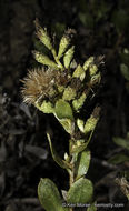 Image of Orcutt's bristleweed