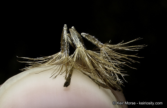 Image of Orcutt's bristleweed