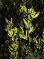 Image of Orcutt's bristleweed