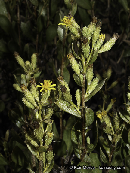 Image of Orcutt's bristleweed