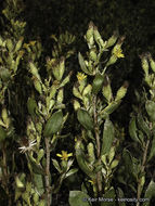 Image of Orcutt's bristleweed
