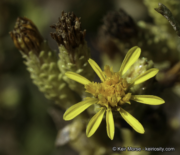 Image of Orcutt's bristleweed