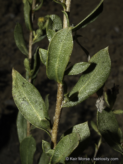 Image of Orcutt's bristleweed