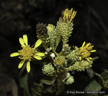 Image of Orcutt's bristleweed