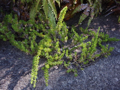 صورة Coprosma ernodeoides A. Gray