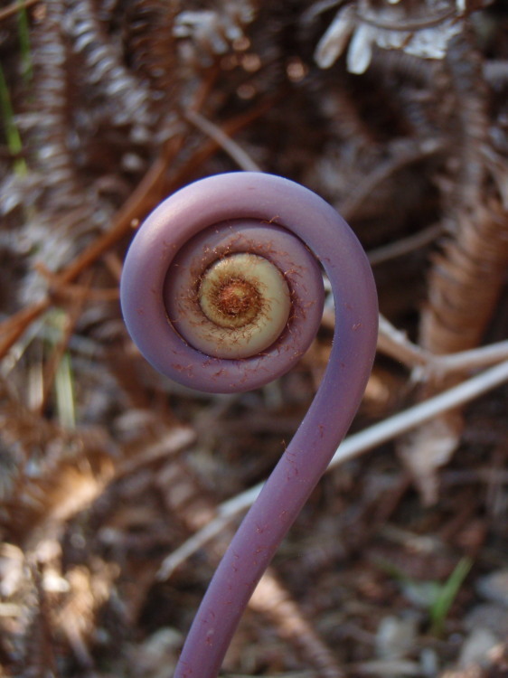 Image de Dicranopteris linearis (Burm. fil.) Underw.