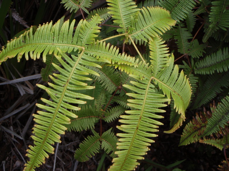 Image de Dicranopteris linearis (Burm. fil.) Underw.