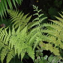 Image of Pacific Wood Fern