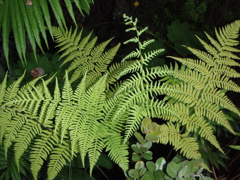 Image of Pacific Wood Fern