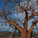 Image de Erythrina sandwicensis Degener