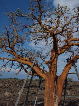 Imagem de Erythrina sandwicensis Degener