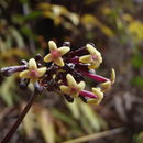 Imagem de Kadua centranthoides Hook. & Arn.