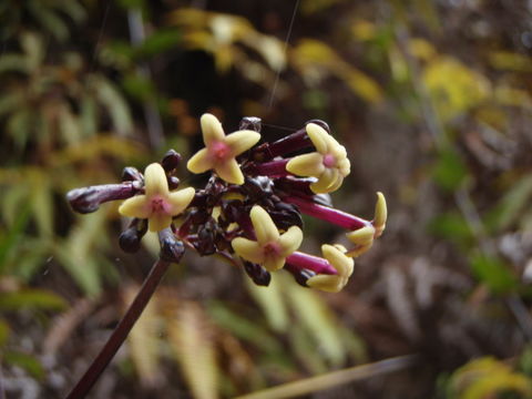 Image of Forest Island-Bluet