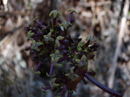 Image of Forest Island-Bluet