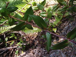 Image of Forest Island-Bluet