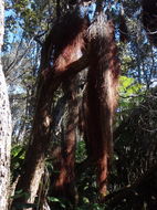 Image of 'ohi'a lehua