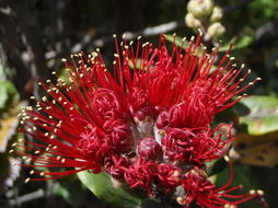 Image of 'ohi'a lehua