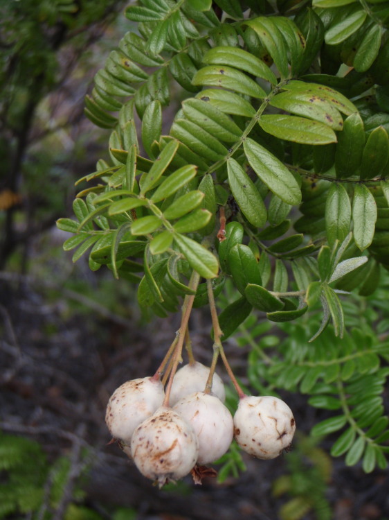 Image of Hawai'i hawthorn