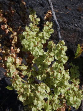 Imagem de Rumex skottsbergii O. Degener & I. Degener