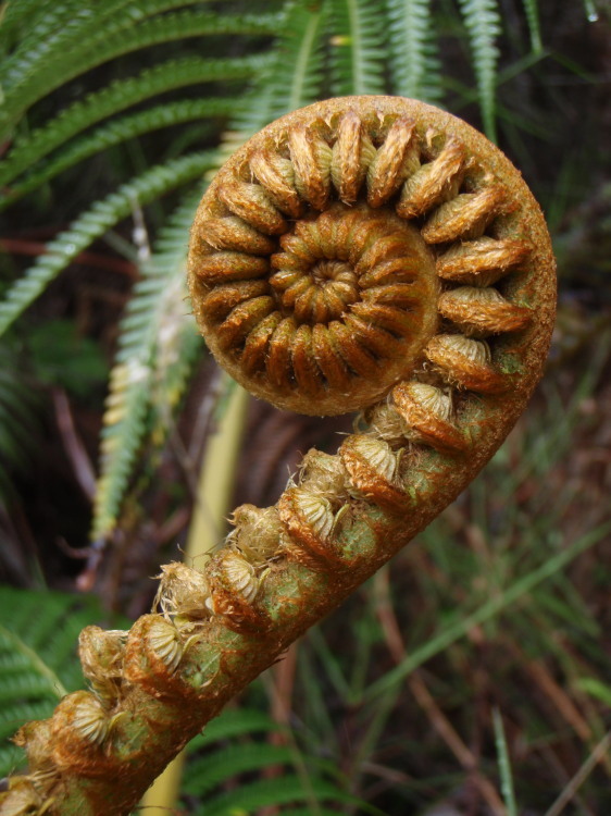 Image of amaumau fern