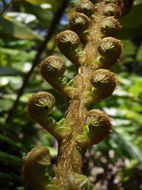 Imagem de Sadleria cyatheoides Kaulf.