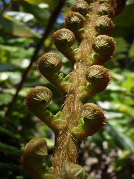 Image of amaumau fern