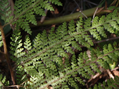 Plancia ëd Microlepia strigosa (Thunb.) C. Presl