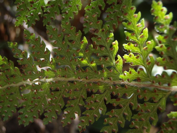 Plancia ëd Microlepia strigosa (Thunb.) C. Presl