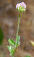 Imagem de Trifolium microcephalum Pursh